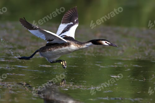 Preview: Running Bird. Bird: Great Crested Grebe. Podiceps Cristatus. Green Nature Background.