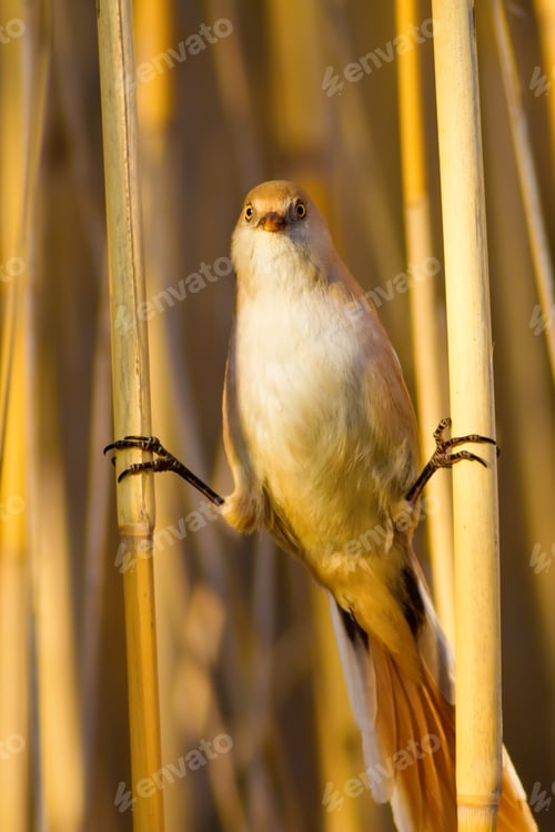 Preview: Funny Bird. Yellow Nature Background. Bearded Reedling / Panurus Biarmicus