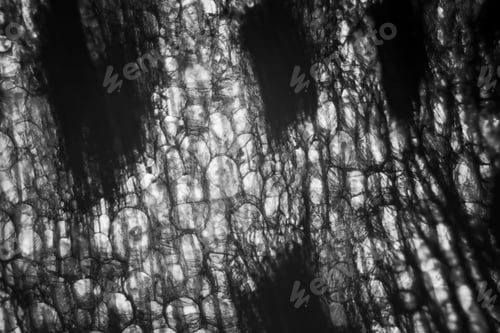 Preview: Tulip Stem Cells At The Microscope