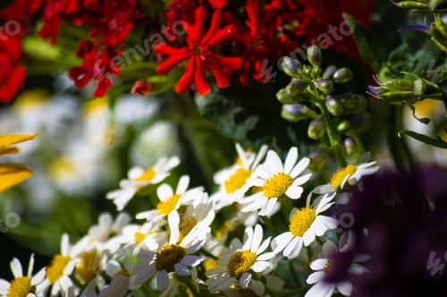 Preview: A Bouquet Of Bright Spring Flowers Of Various Types