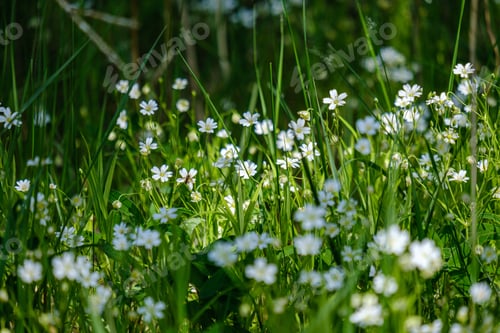 Preview: Small White Flowers In Green Meadow In Summer. Background Texture