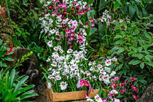 Preview: Flowers. Phalaenopsis Orchids (Moth Orchids). Beautiful Flowers Used As Household Plants.