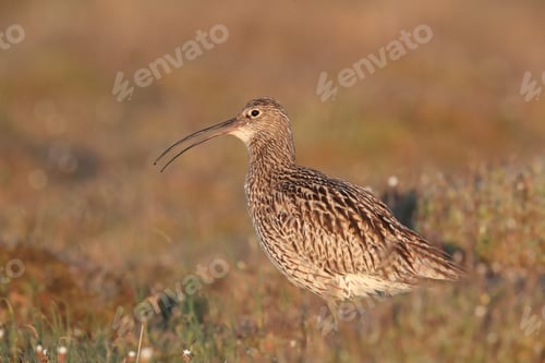 Preview: Eurasian Curlew (Numenius Arquata) Sweden