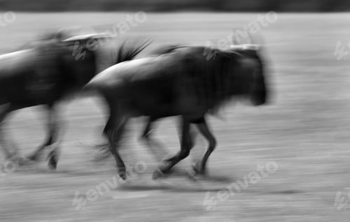 Preview: Wildebeests Running, A Panning Effect, Masai Mara, Kenya