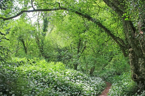 Preview: Path Through Wild Garlic In A Wood