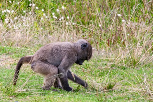 Preview: Baboon In The Kruger National Park, South Africa