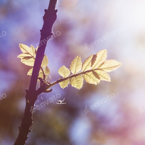 Preview: Light Yellow-Green Leaves On Spring, Natural Background