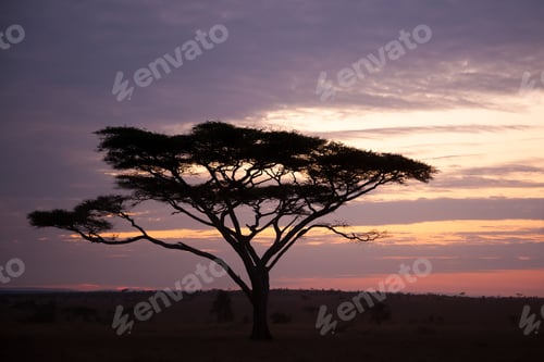 Preview: Dawn At Serengeti National Park, Tanzania, Africa. African Panorama