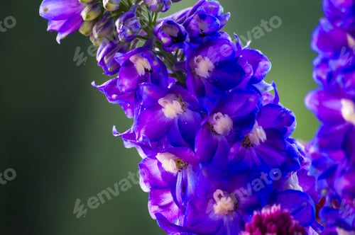Preview: A Bouquet Of Bright Spring Flowers Of Various Types