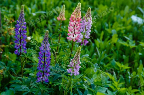 Preview: Lupinus Albus. Beautiful Purple And Blue Wild Flowers Of Lupinus