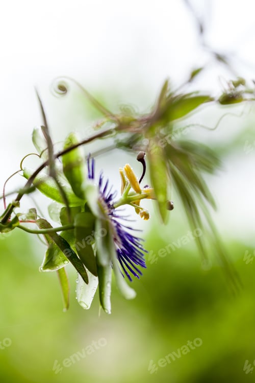 Preview: Passion Flower (Passiflora Incarnata) With Details