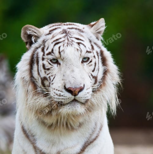 Preview: White Bengal Tiger. The White Tiger Is A Recessive Mutant Of The Bengal Tiger, Which Was Reported