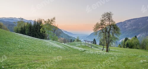 Preview: Daffodils On The Meadow In The Early Spring In Slovenia