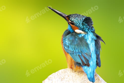 Preview: Colorful Bird Kingfisher. Isolated Bird. Yellow Green Background. High Detail And Resolution. Bird