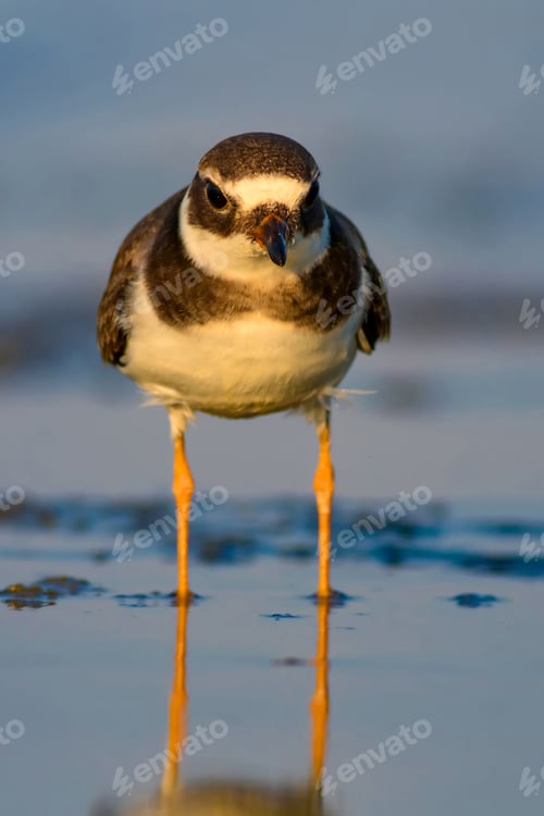 Preview: Cute Little Water Bird. Nature Background. Bird: Common Ringed Plover. Charadrius Hiaticula