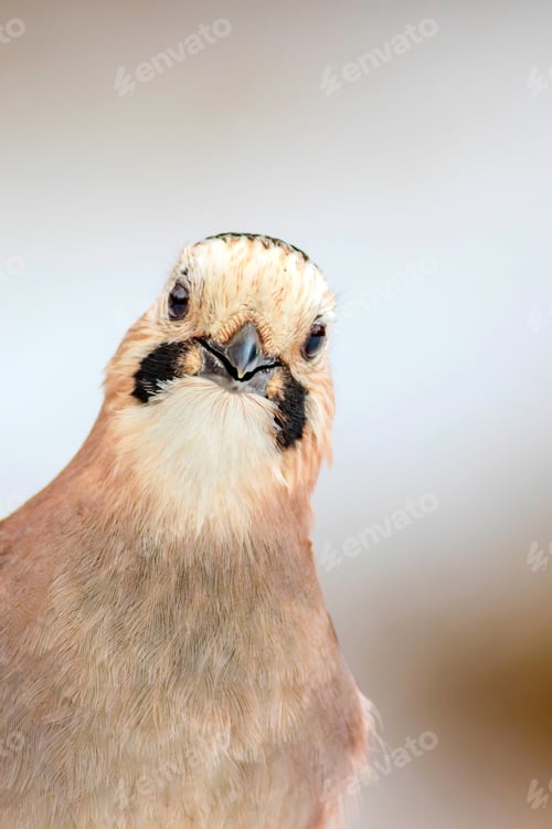 Preview: Cute Bird Eurasian Jay. Garrulus Glandarius. White Winter Background.