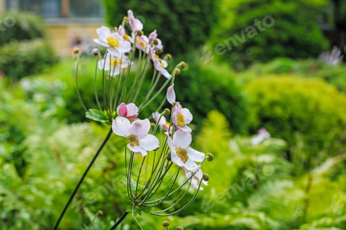 Preview: Anemone Japonica (Anemone Hupehensis Var. Japonica, Chinese Anemone, Japanese Anemone, Thimbleweed