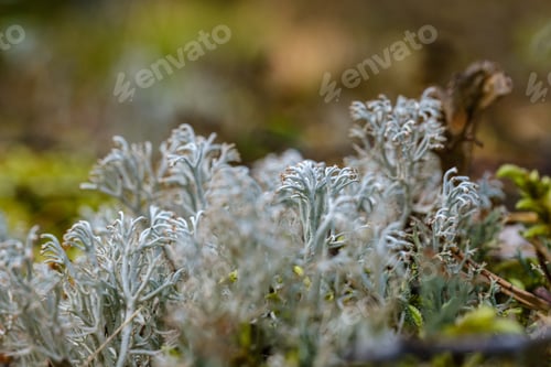 Preview: Blur Background Tree Leaves In Wet Autumn. Foliage Details In Nature Abstract Pattern