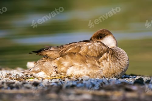 Preview: Resting Duck. Nature Background. Common Duck: Red Crested Pochard.