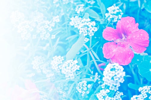 Preview: Nasturtium Flowers. Summer Landscape. Natural Floral Background.