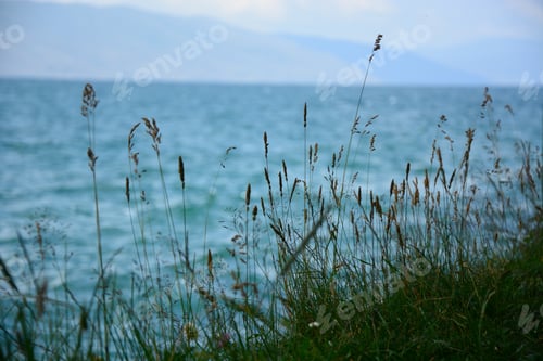 Preview: Grass Plants Growing On The Lakeshore