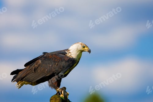 Preview: African Fish Eagle