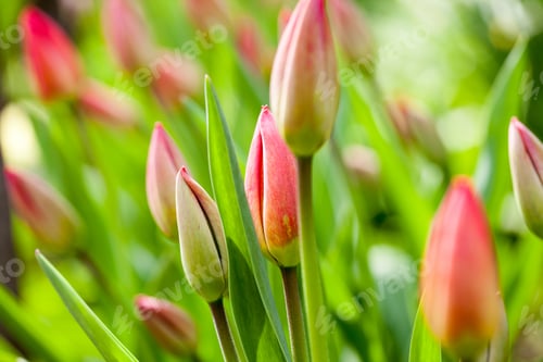 Preview: Group Of Red Tulips With Natural Background