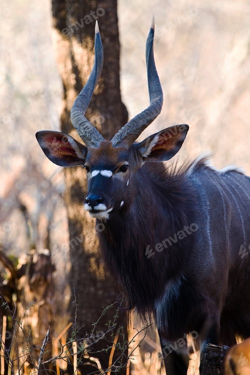 Preview: Beautiful Male Nyala Antelope In Kruger National Park, South Africa
