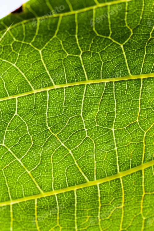 Preview: Green, Abstract Composition With Leaf Texture