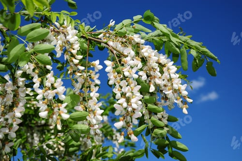 Preview: Blooming Acacia