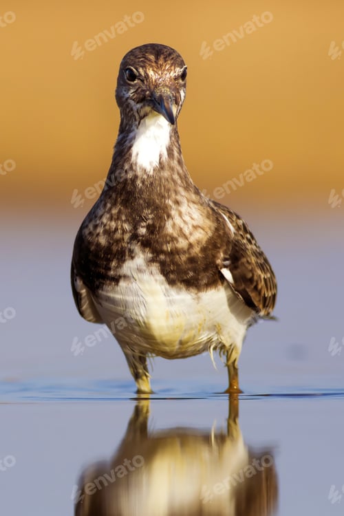 Preview: Cute Water Bird. Colorful Nature Background. Bird: Ruddy Turnstone.