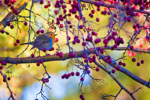 Preview: Cute Bird Robin. Colorful Nature Background European Robin / Erithacus Rubecula