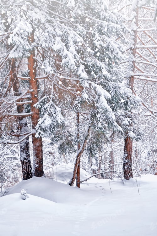 Preview: Forest In The Frost. Winter Landscape. Snow Covered Trees.