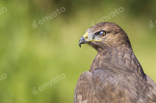 Preview: Wild Bird. Portrait Bird Of Prey. Bird: Common Buzzard. Buteo Buteo. Green Nature Background.