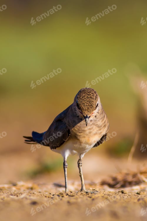 Preview: Cute Bird Collared Pratincole. Warm Colors Nature Background. Collared Pratincole / Glareola