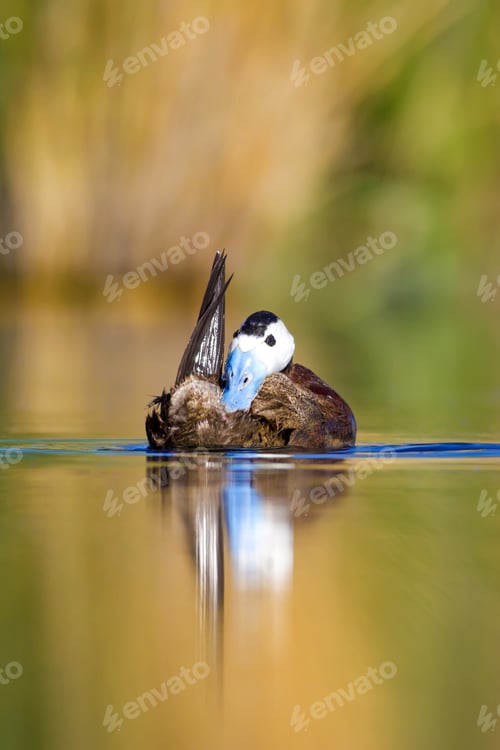 Preview: Swimming Duck. Colorful Nature Background. Duck: White Headed Duck. Oxyura Leucocephala.
