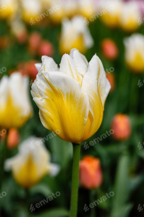 Preview: Yellow Tulips In The Garden. Sort Orange Cassini. Bulbous Plants In The Garden.