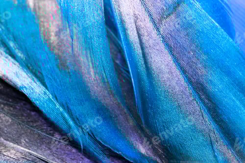 Preview: Colorful Rooster Feather With Details And Reflexions