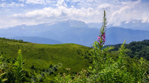 Preview: Beautiful Mountain View On A Sunny Summer Day. Blooming Alpine Meadows In The Mountains.