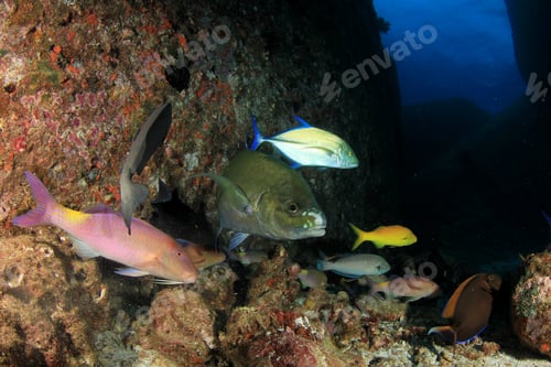 Preview: Fish On Coral Reef