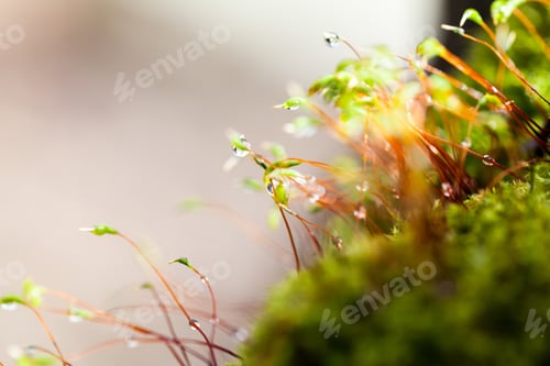 Preview: Abstract, Colorful Composition With Moss Flowers In Spring