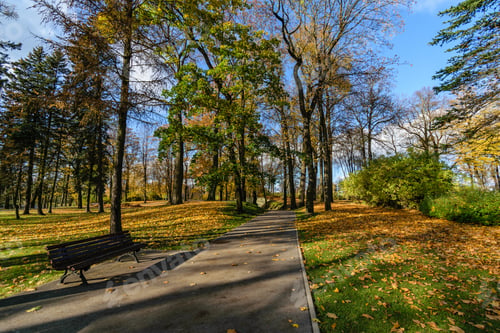 Preview: Autumn Gold Colored Trees In The Park. Sunny Fall Day With Sun Rays And Shadows