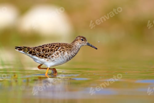 Preview: Water Nature And Bird. Common Water Bird: Ruff. Philomachus Pugnax. Colorful Nature Background.