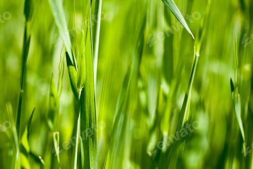 Preview: Texture And Background With Green Grass