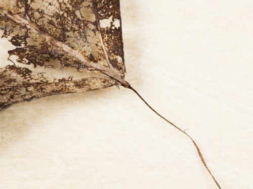 Preview: Texture With Rotten Leaves With Fibers - Filigree Abstract
