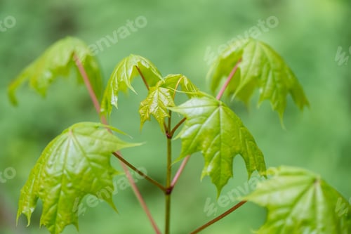 Preview: Young Spring Maple Tree Leaves On Green Background In Wet Forest
