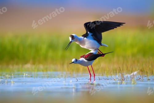 Preview: Romantic Birds. Blue Green Nature Background Black Winged Stilt