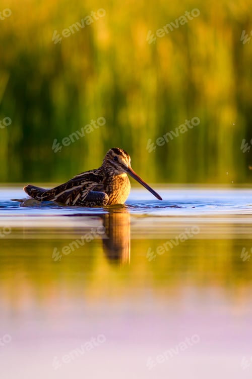 Preview: Nature And Bird. Green Yellow Nature Background. Bird: Common Snipe. Gallinago Gallinago.