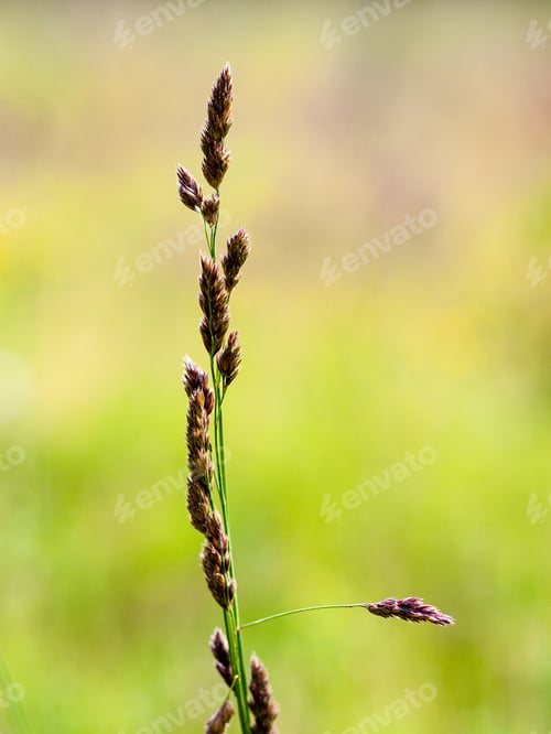 Preview: Closeup Of Beautiful Green Plants With Blur Background Nature