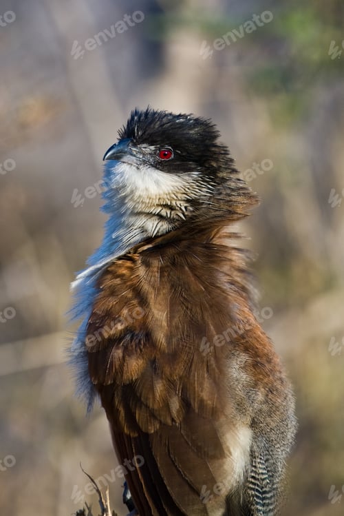 Vista previa: Burchells Coucal (Centropus Burchelli) In The Kruger National Park, South Africa